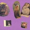 Fine Motor Portfolios