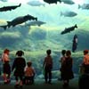 Preschool Pond Theme