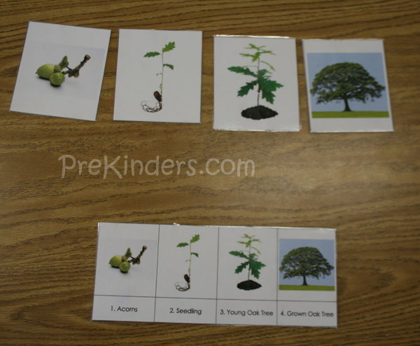 Tree Life Cycle - PreKinders