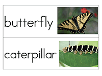 Picture Word Cards