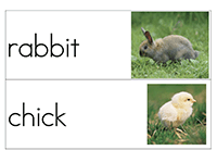 Picture Word Cards