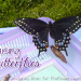 Raising Butterflies
