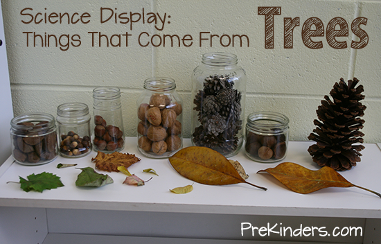 Things That Come from Trees: Science Display