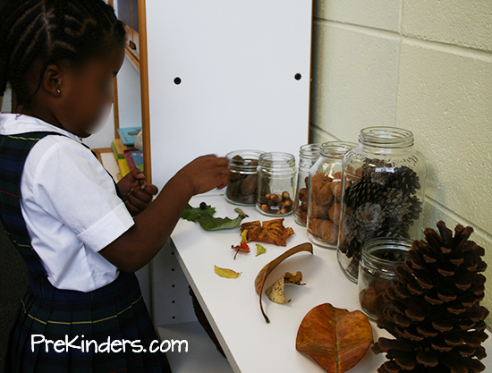 Things That Come from Trees: Science Display