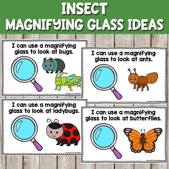 insects and magnifying glasses science tools