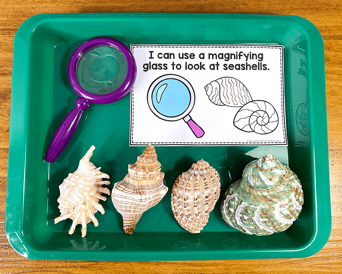 Ocean science center seashells with magnifying glass