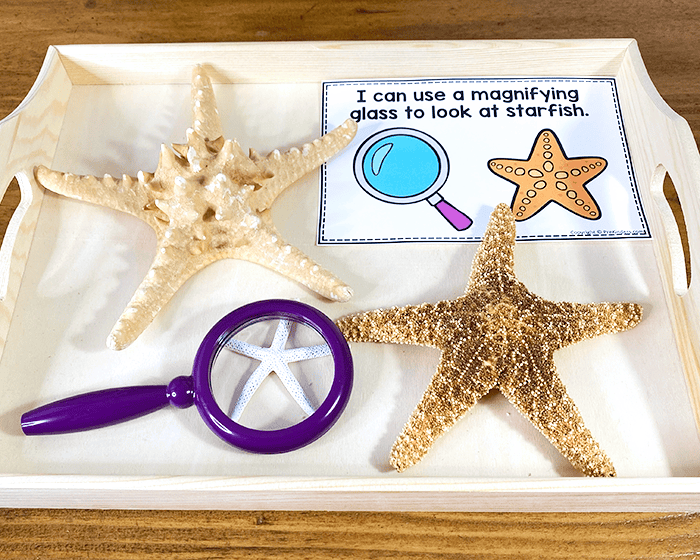 Ocean science center starfish with magnifying glass