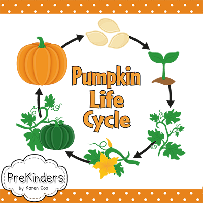 Pumpkin Life Cycle