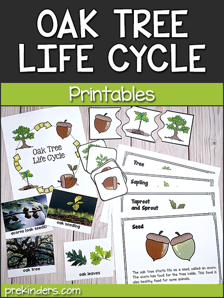 Oak Tree Life Cycle Sequencing Cards and Book