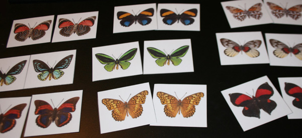 Butterfly Matching Cards