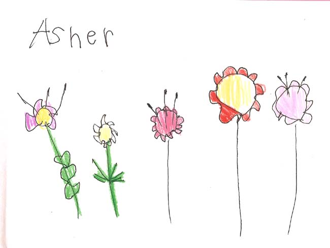 Flower observation drawing