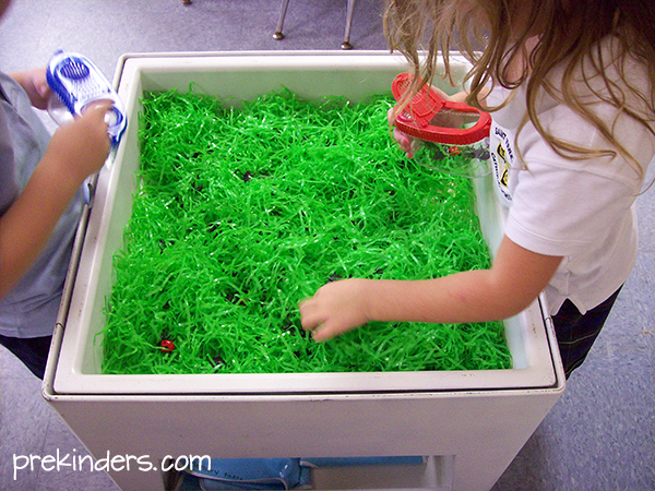 Bugs in the sensory table