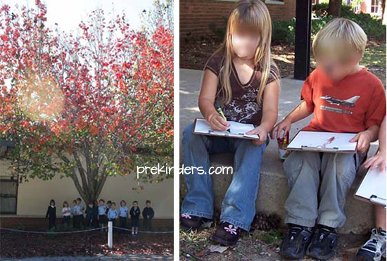 Tree Observation Drawing