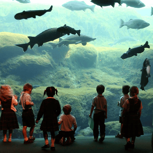 Aquarium Field Trip