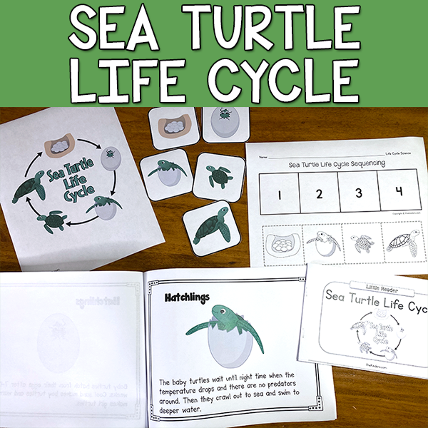 Sea Turtle Life Cycle Unit