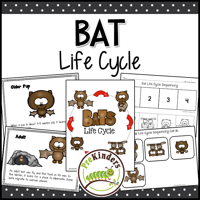 Bat Life Cycle