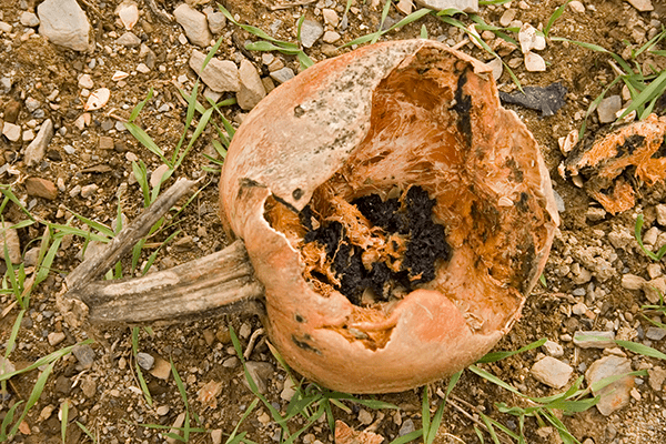 decomposing pumpkin