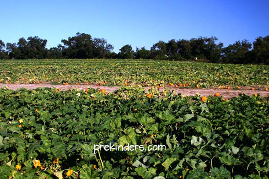 Pumpkin Patch Field Trip