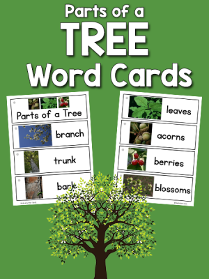 Parts of a Tree Picture-Word Cards