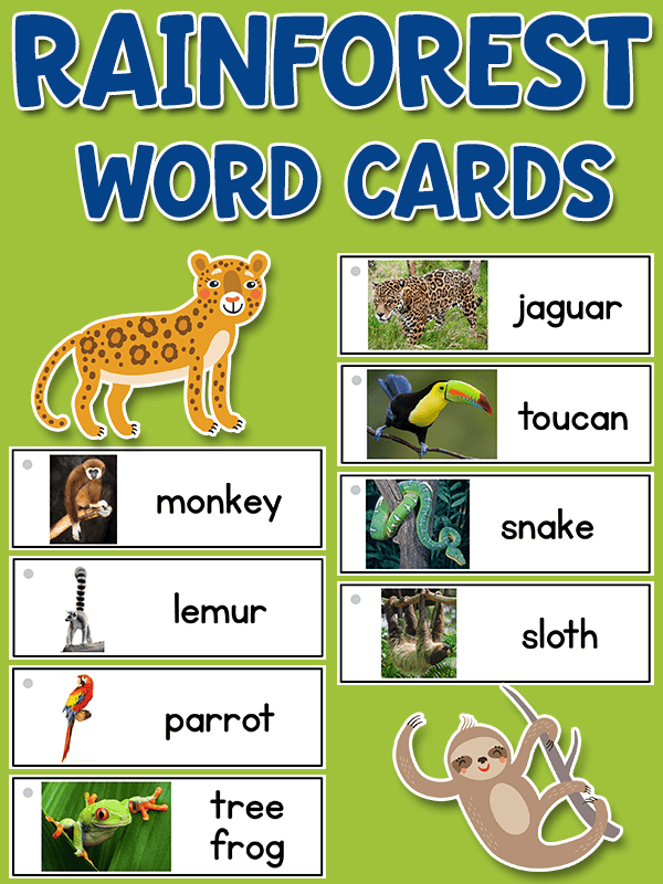 Rainforest Word Cards