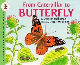 from caterpillar to butterfly