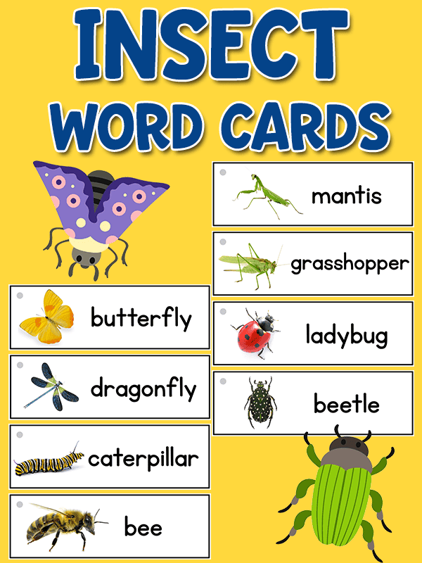 Bugs Insect Picture Word Cards