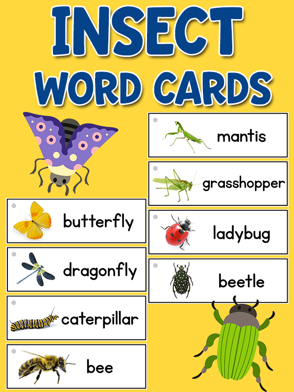 Insect Picture Word Cards - PreKinders