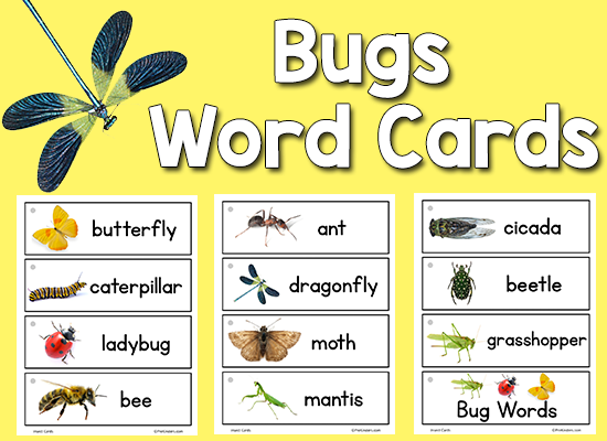Bugs Insect Picture Word Cards