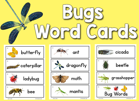 Insects Images With Names Chart