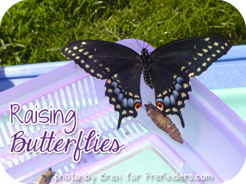 Raising Butterflies