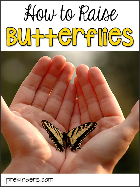 How to Raise Butterflies