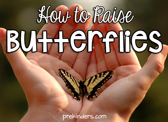 How to Raise Butterflies