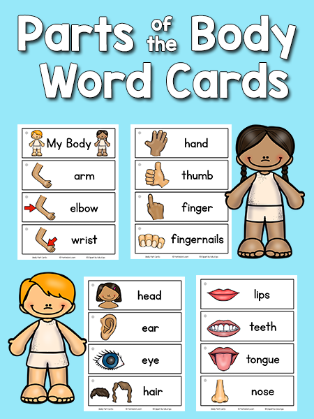 Parts of the Body Picture Word Cards