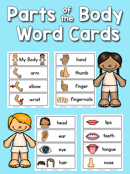 body parts picture word cards prekinders