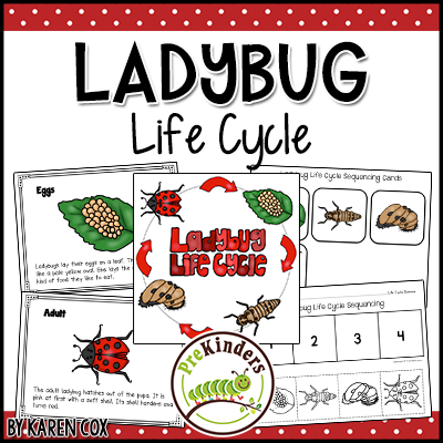 Ladybug Life Cycle