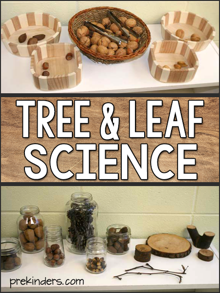 Tree Leaf Science Activities Preschool Pre-K