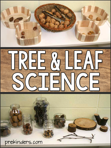 Tree & Leaf Science Activities, Tree Life Cycle for Preschool, Pre-K