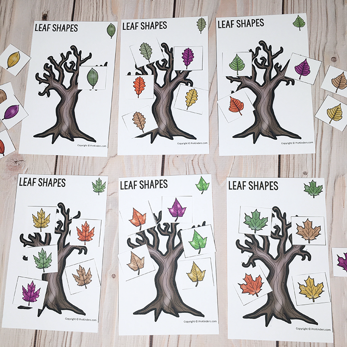 Leaf Sorting by Shape